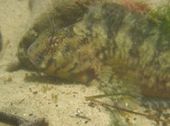 Hypsoblennius gilberti