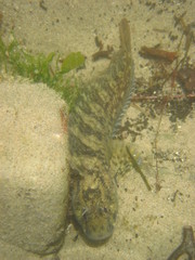 Hypsoblennius gilberti