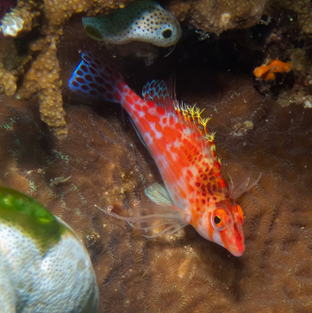 Dwarf Hawkfish