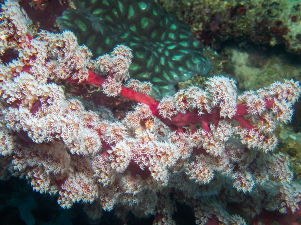 Cherry Blossom Coral