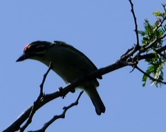 Pogoniulus pusillus