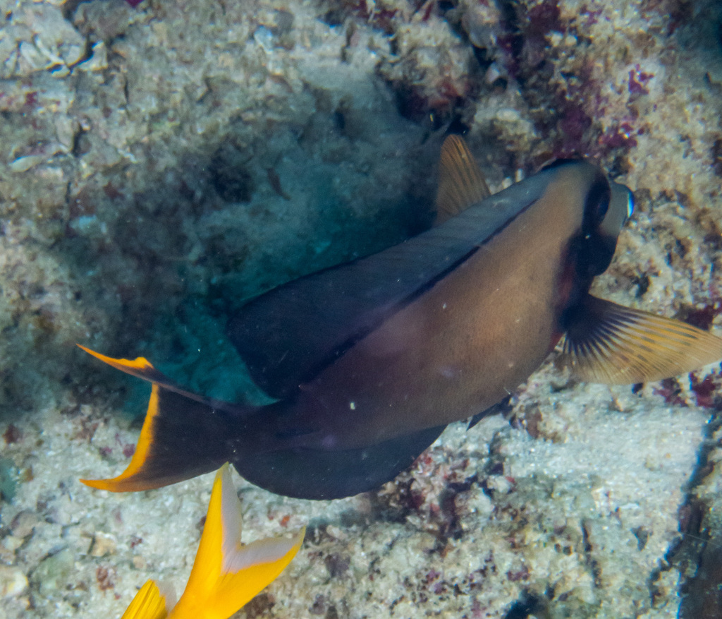 Chocolate surgeonfish