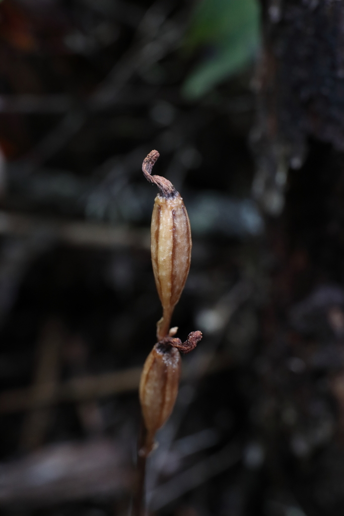 Gastrodia minor