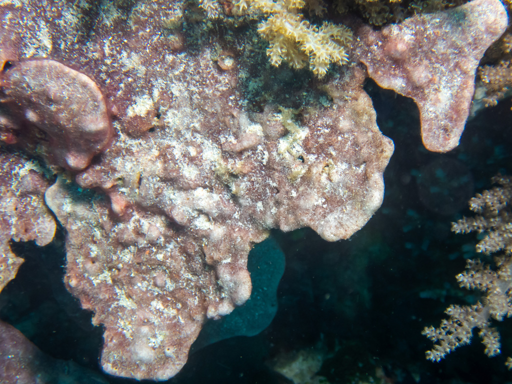 Phyllospongia papyracea