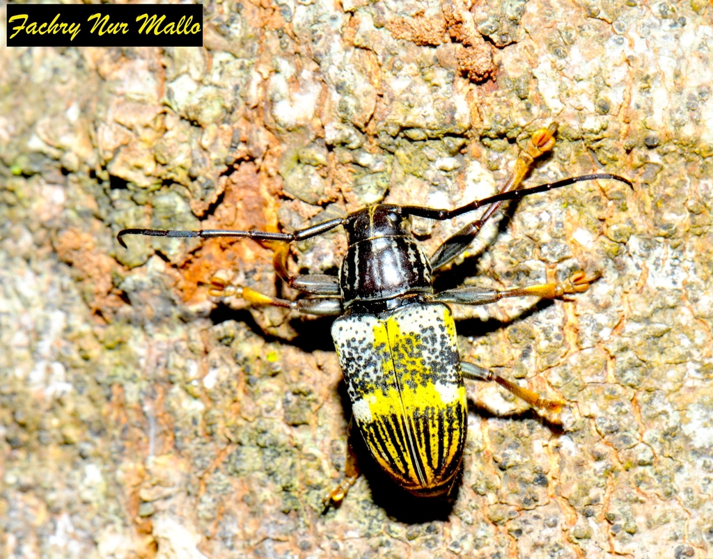 Choeromorpha flavolineata