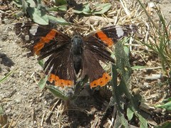 Vanessa atalanta