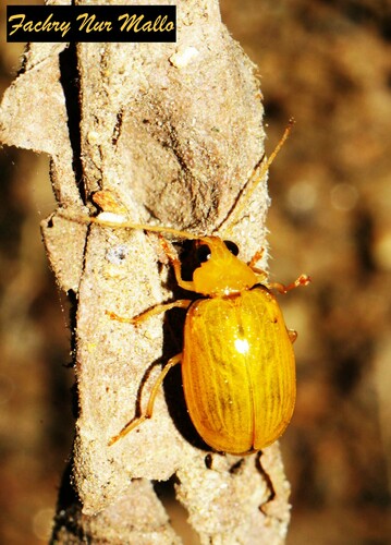 Monolepta jacobyi · iNaturalist