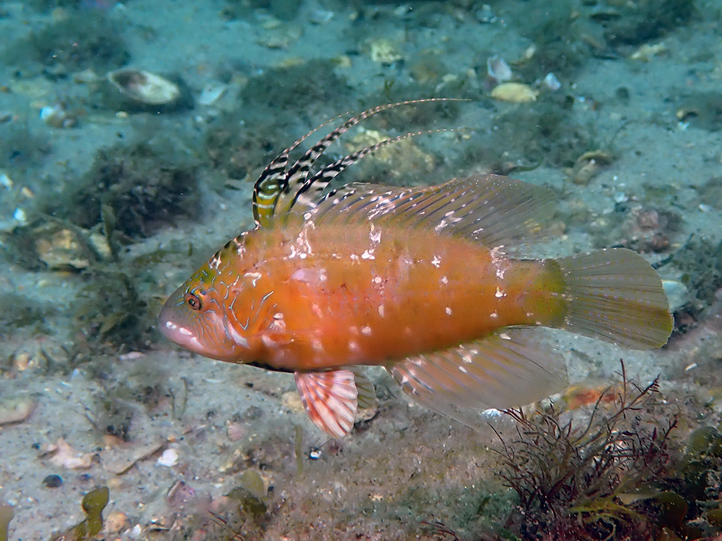 Cocktail fish (Pteragogus flagellifer) — Labridae