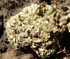 Psora icterica