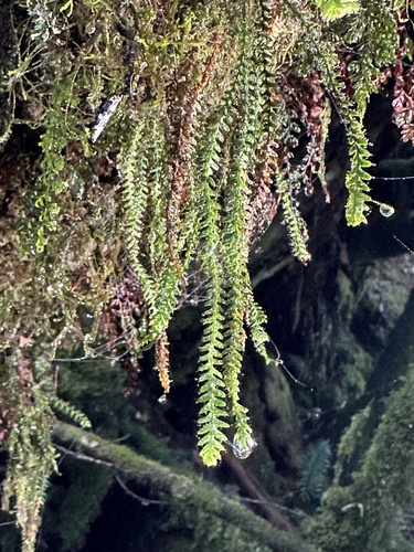 Micropolypodium okuboi iNat (3)