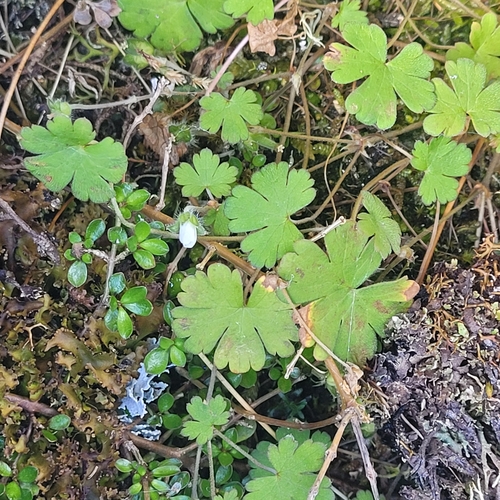 Image of Geranium microphyllum by (c) Julia Palmer, some rights reserved (CC BY-SA)