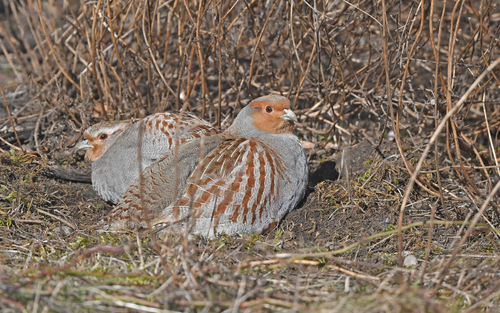 Gray Partridge
