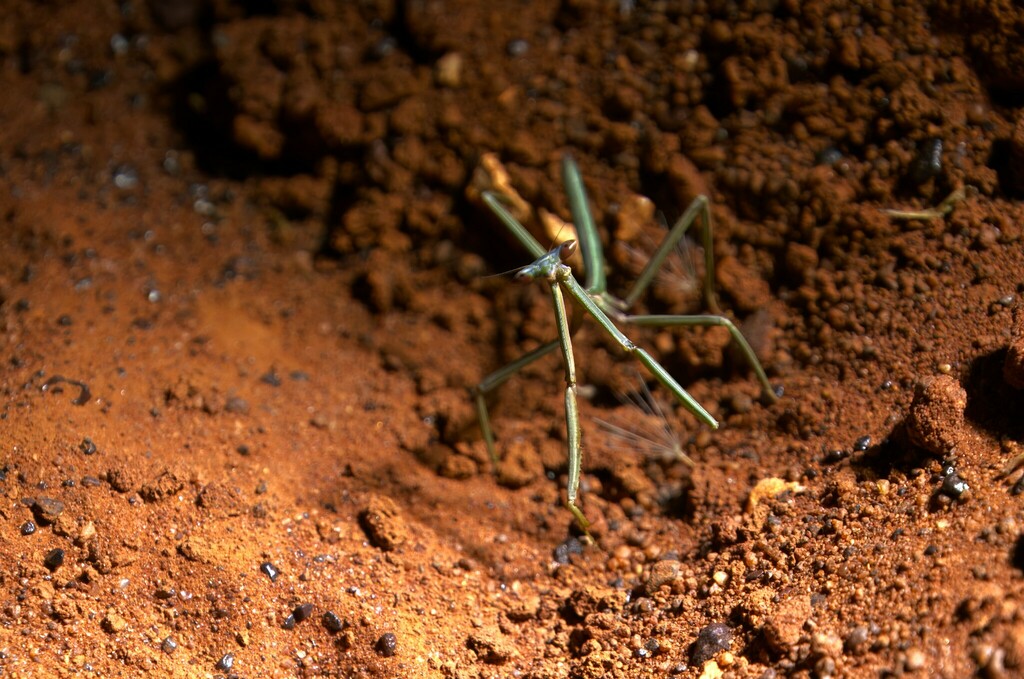 Nullabora flavoguttata