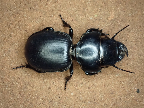Scaraphites laticollis