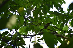 Caryothraustes poliogaster