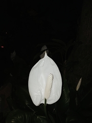 Spathiphyllum