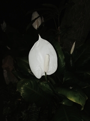 Spathiphyllum