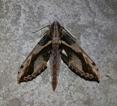 Xylophanes ceratomioides