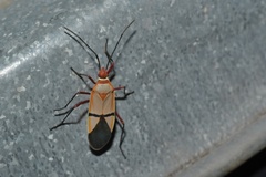 Dysdercus intermedius