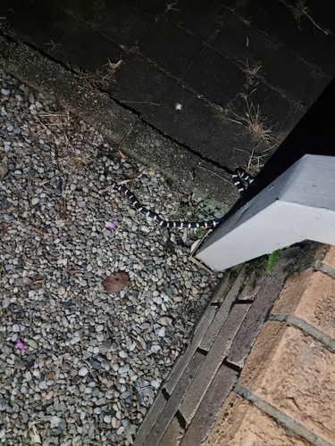 Eastern Bandy Bandy sighting