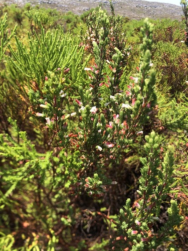 Image of Fountain Heath (Erica fontana) by (c) Caroline Voget, some rights reserved (CC BY)