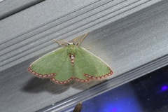 Allochrostes impunctata