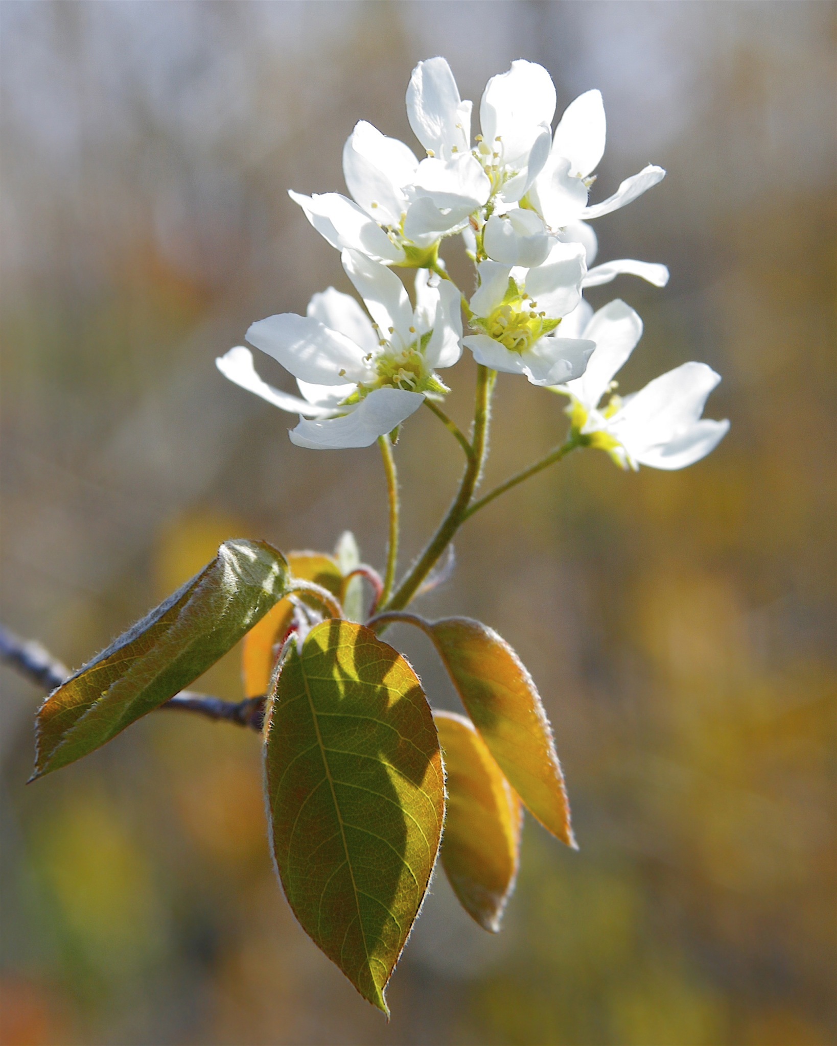 Amelanchier interior