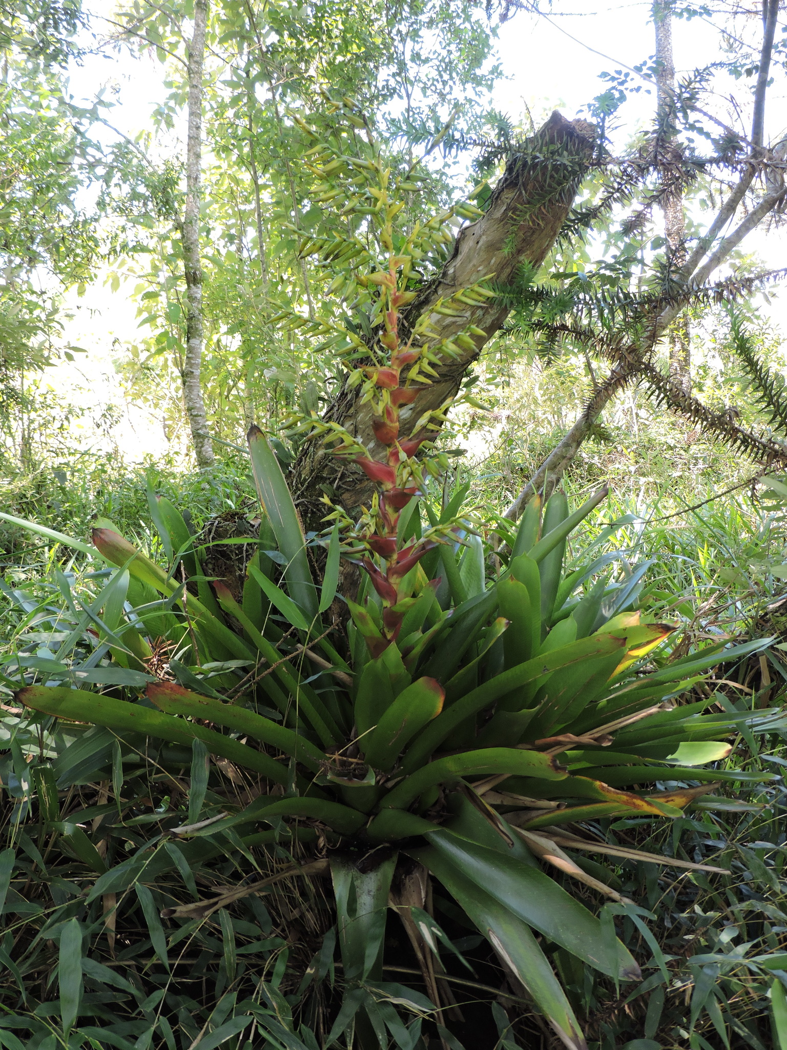 Vriesea reitzii