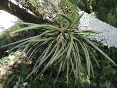 Capanemia superflua