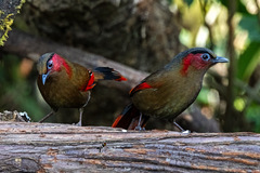Red-Faced Liocichla photo 2