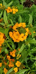 Erysimum × cheiri