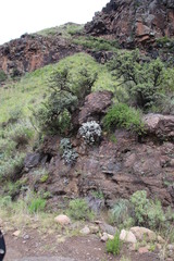 Helichrysum sutherlandii