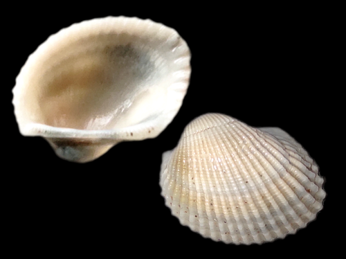 Representative image of Anadara gibbosa