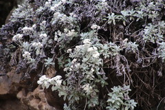 Helichrysum sutherlandii