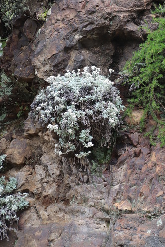 Image of Helichrysum sutherlandii by (c) Tony Rebelo, some rights reserved (CC BY-SA)