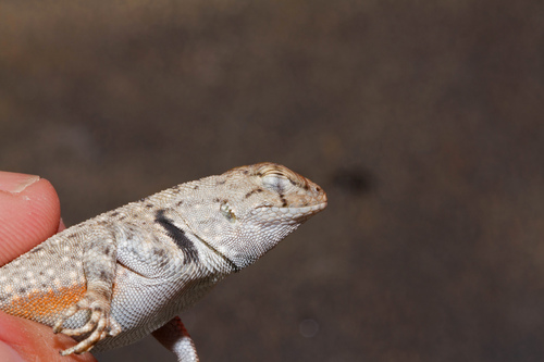 Sceloporus merriami