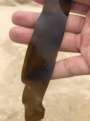 Laminariaceae