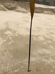 Laminariaceae