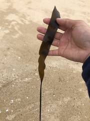 Laminariaceae