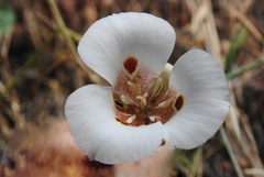 Calochortus