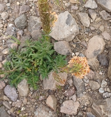 Glumicalyx goseloides, photograph (c) Margaret Burger, some rights reserved (CC BY-SA)