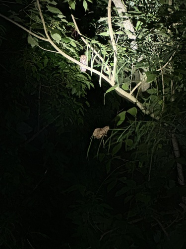 Sulawesi Scops Owl (Otus manadensis), photo 5