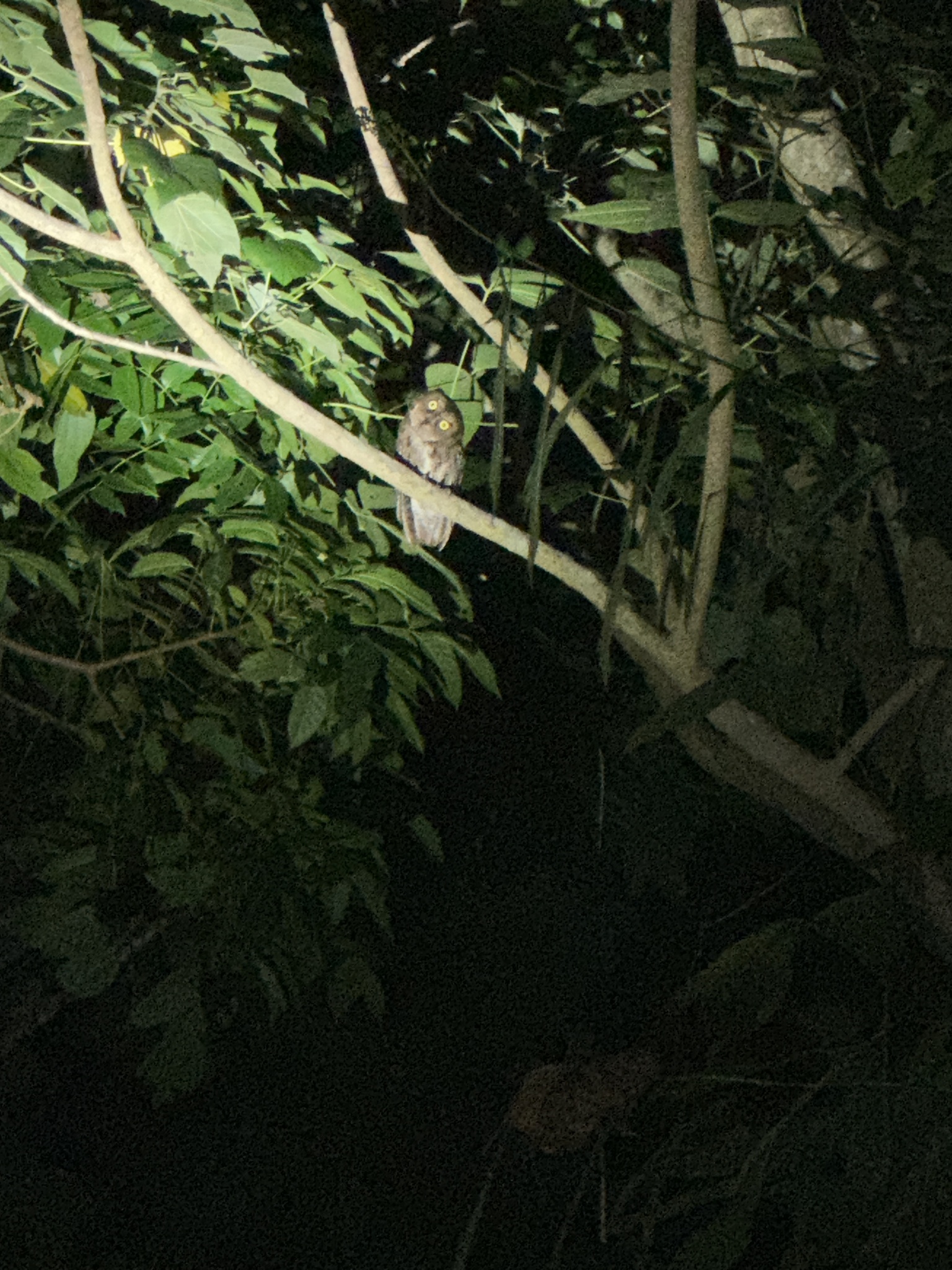 Sulawesi Scops Owl (Otus manadensis), photo 7