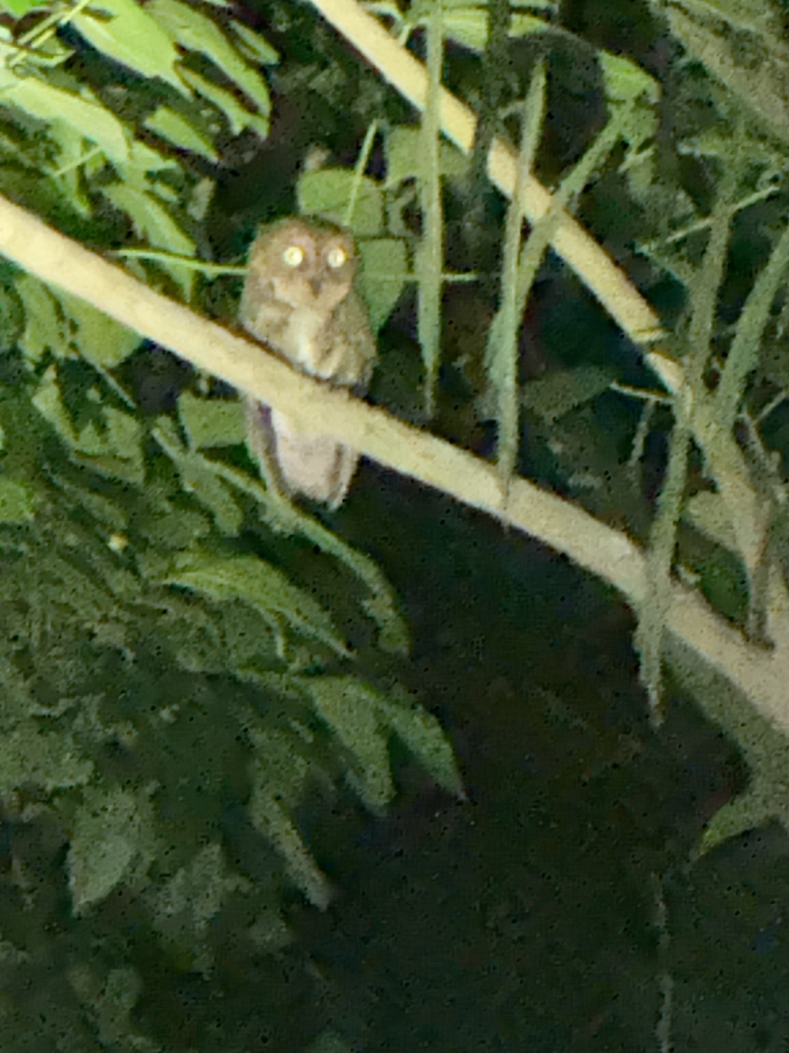 Sulawesi Scops Owl (Otus manadensis), photo 8