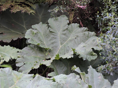 Ruibarbo gigante