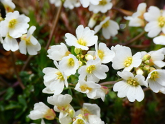 Cardamine glauca