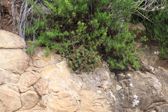 Crassula dependens