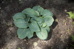 Hosta sieboldiana