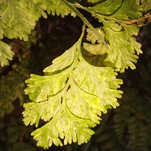 Image of Vandenboschia radicans by (c) Patrícia Mees, some rights reserved (CC BY)