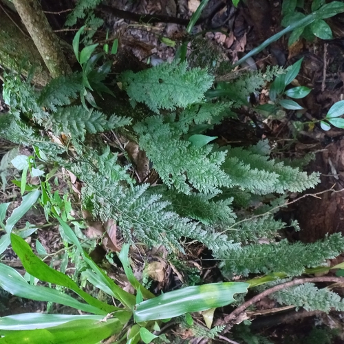 Image of Vandenboschia radicans by (c) Patrícia Mees, some rights reserved (CC BY)